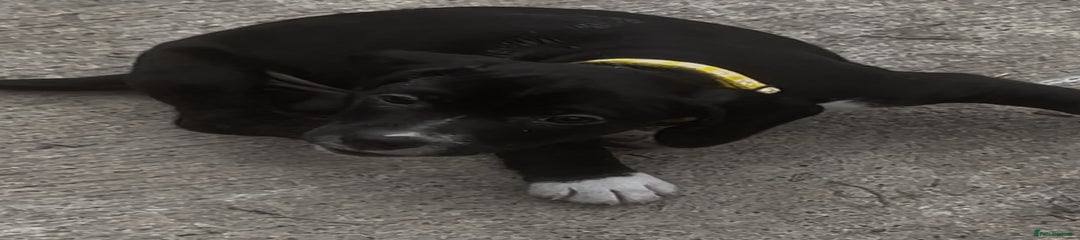 Yellow collar