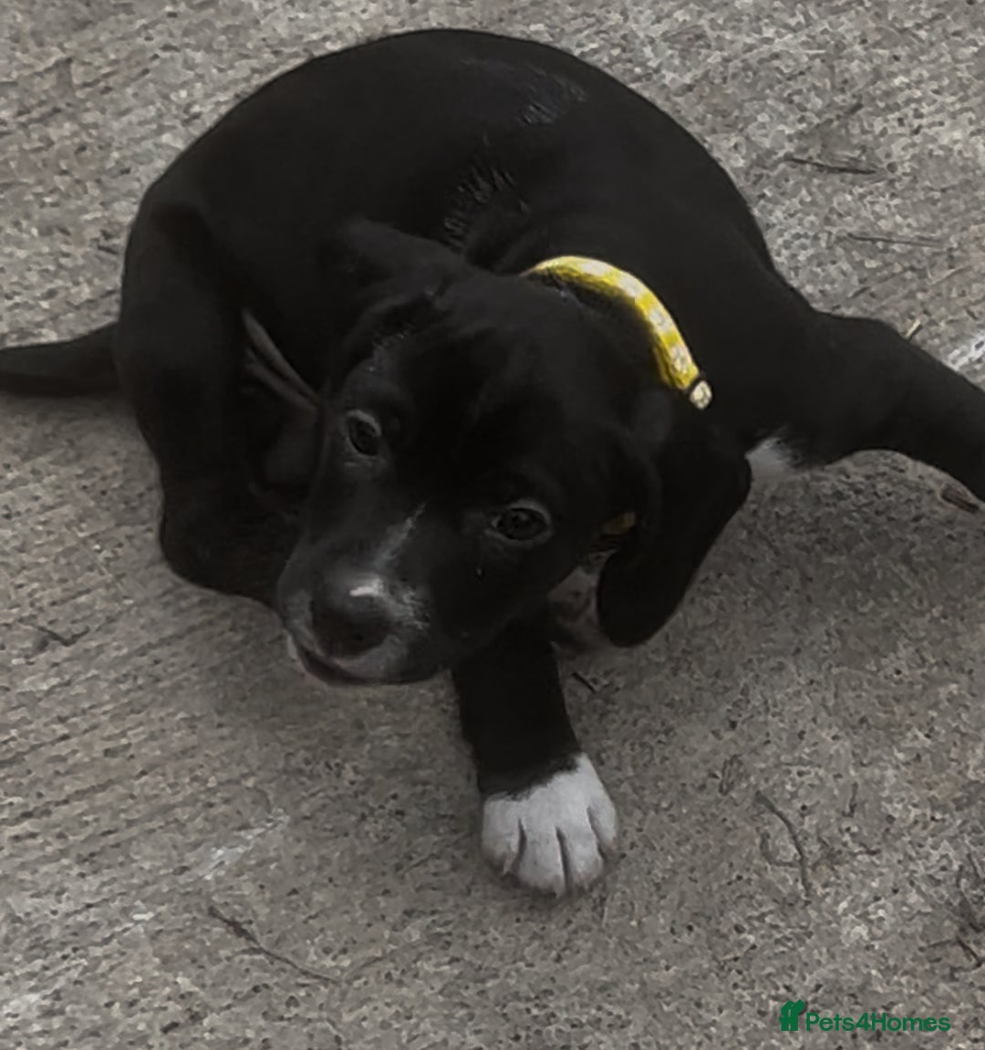 Mixed Breed dogs for sale: READY TO GO! Jack Russell x Cocker Spaniel pups  - Image 10