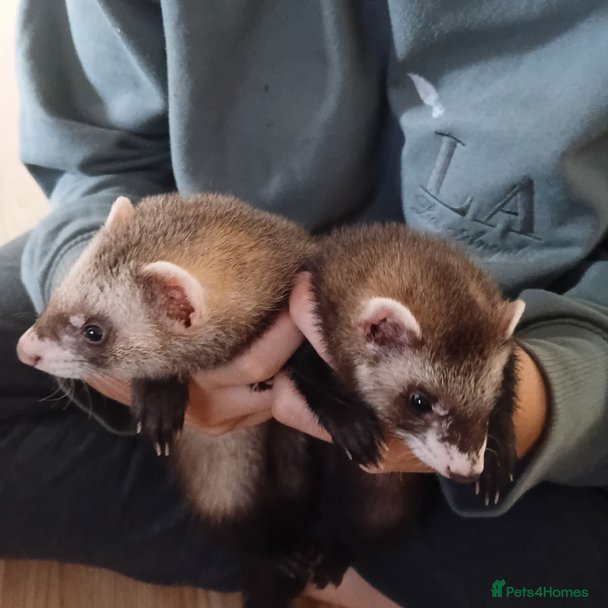 Ferret rodents 2 baby ferrets - Advert 2