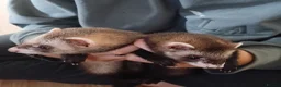 Ferret rodents for sale: 2 baby ferrets in Stockton-on-Tees - Advert 1