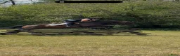 English Thoroughbred horses for sale: True confidence giver  - Advert 5