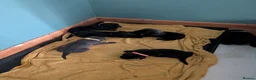 Cane Corso dogs for sale: Cane corso puppies - Advert 16