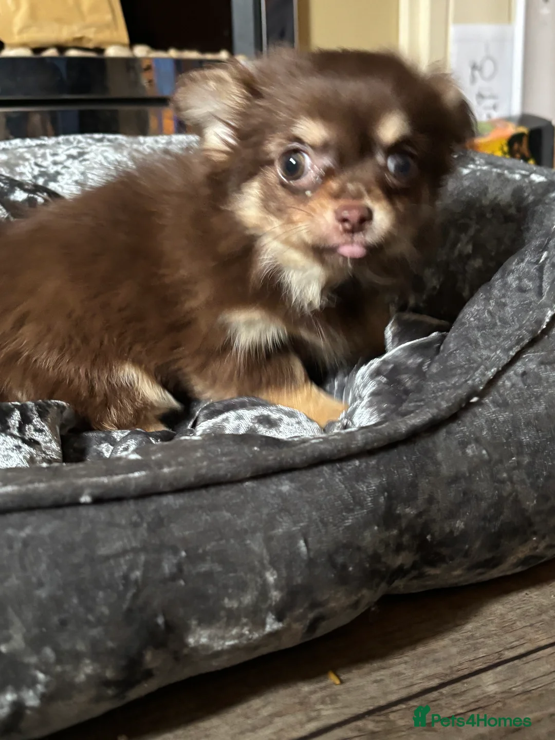 Chihuahua dogs for sale: Beautiful Female Chihuahua Puppy - Advert 2