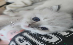 Ragdoll cats for sale: 🐾🌸GCCF Adorable purebred Ragdoll Kittens🌸🐾 - Image 13