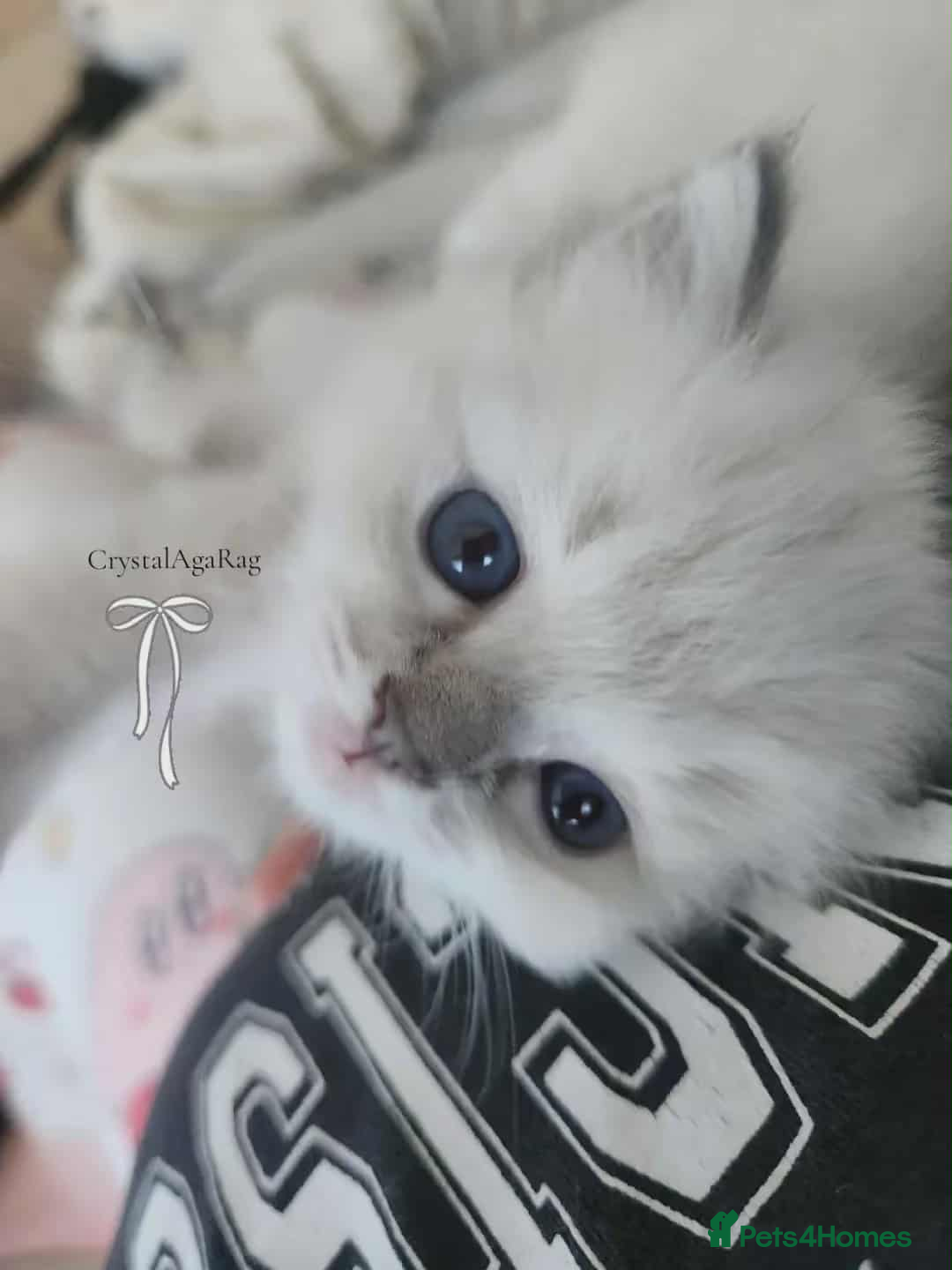 Ragdoll cats for sale: 🐾🌸GCCF Adorable purebred Ragdoll Kittens🌸🐾 - Image 13