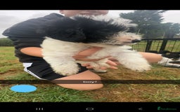 Jackapoo dogs for sale: Jackapoo puppies x7 - Image 3