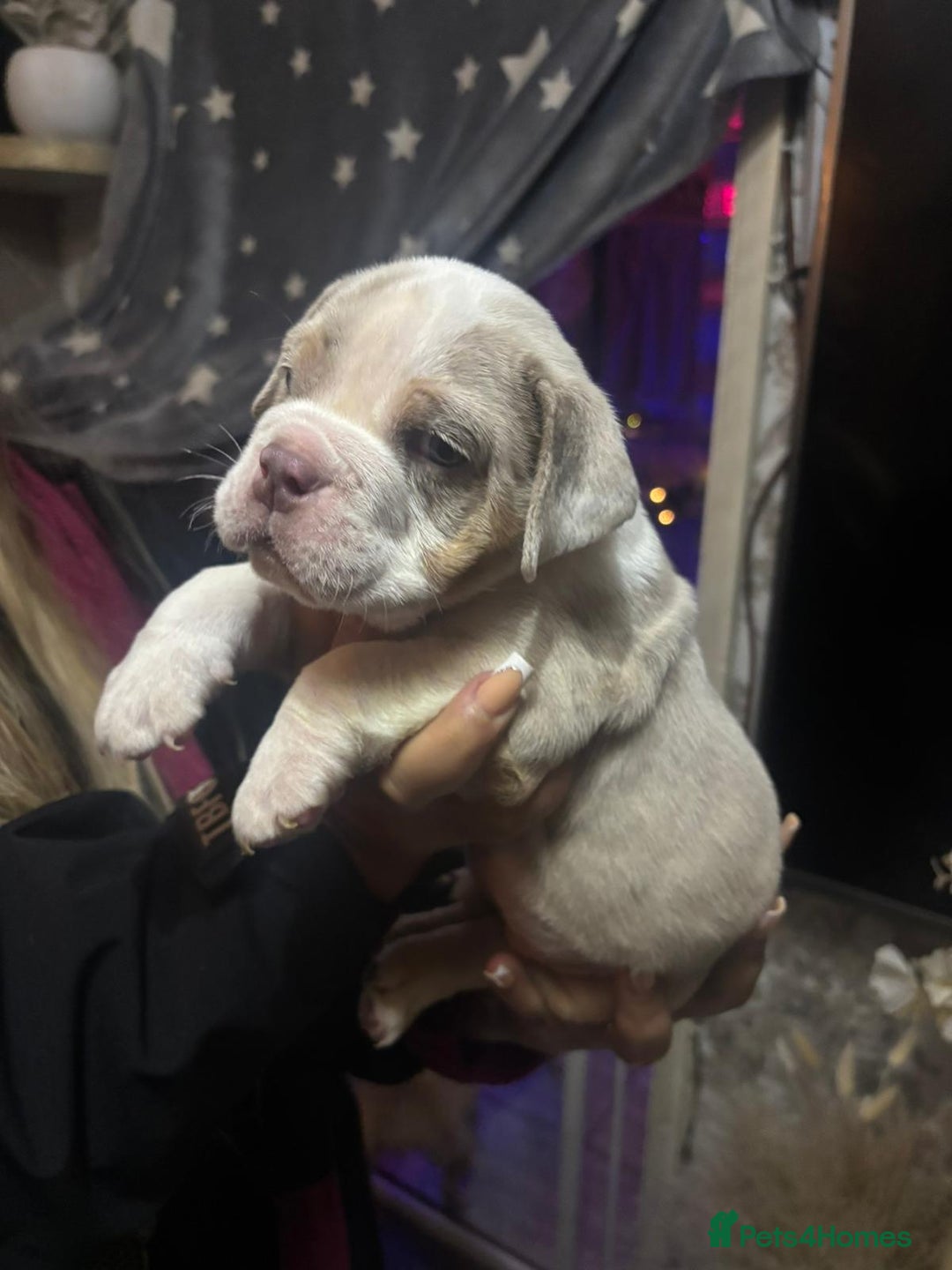 Old Tyme Bulldog dogs for sale: Old tym bulldog puppies  - Advert 6