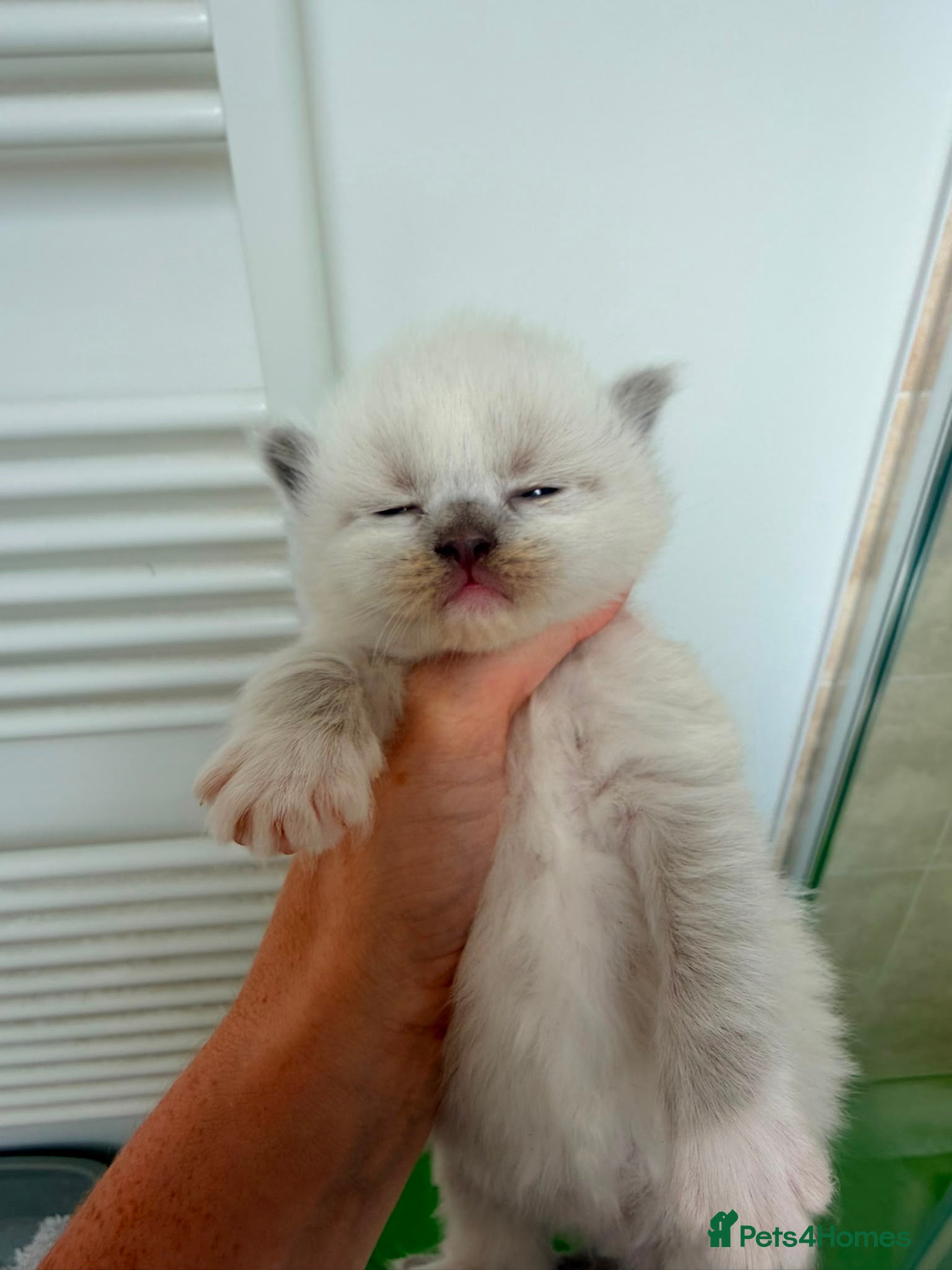 Ragdoll cats Tica reg ragdoll and Cherium ragdolls - Advert 2
