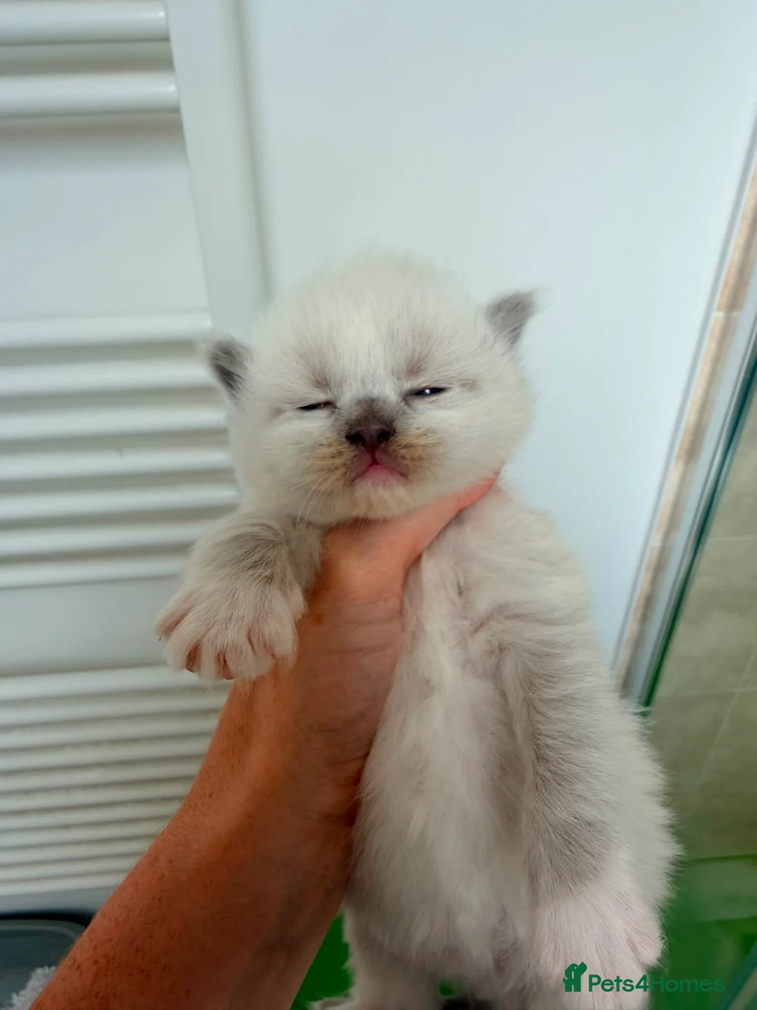 Ragdoll cats for sale: Tica reg ragdoll and Cherium ragdolls - Advert 1
