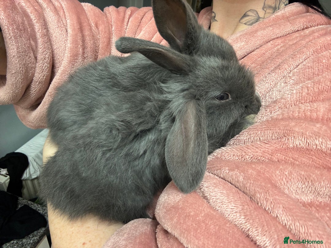 Dwarf Lop rabbits for sale: VERY Friendly lop rabbits - ready now!!  - Image 8