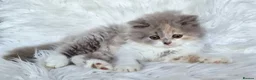 British Shorthair cats for sale: Gorgeous extremely loving longhaired girl - Advert 11
