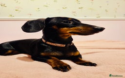 Miniature Dachshund dogs for sale: Miniature Dachshund- Female - 10 months old - Advert 7