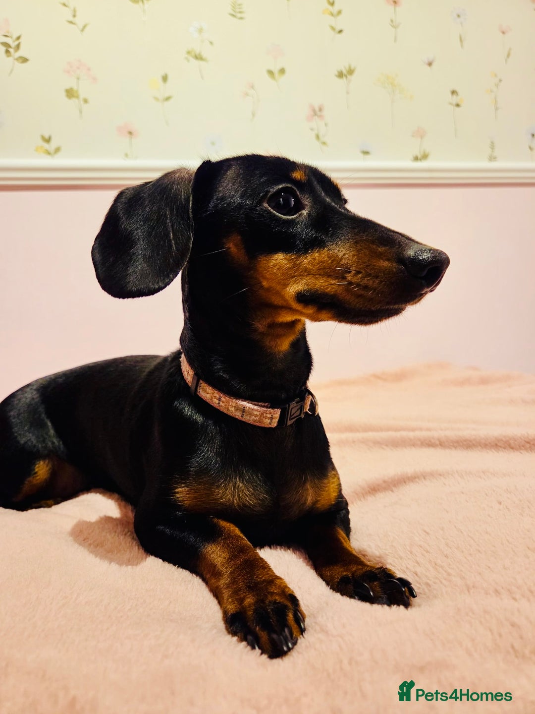 Miniature Dachshund dogs for sale: Miniature Dachshund- Female - 10 months old - Advert 7