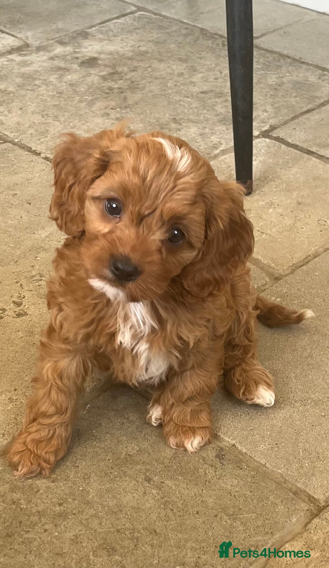 Cavapoo dogs Cavapoo Puppies  - Advert 4