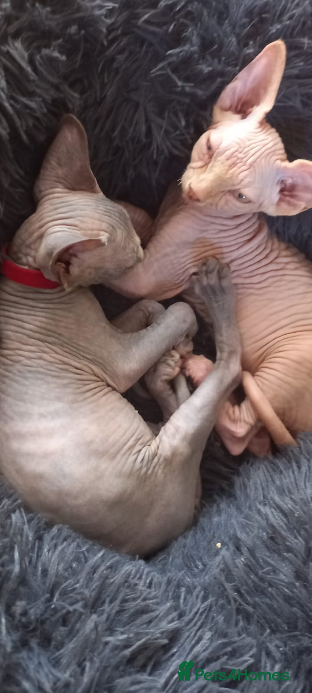 Sphynx cats for sale: 5 Adorable Sphynx Kittens for sale! - Image 8