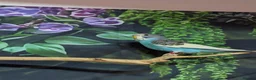 Budgerigars birds for sale: Looking forever home  in Accrington - Advert 2