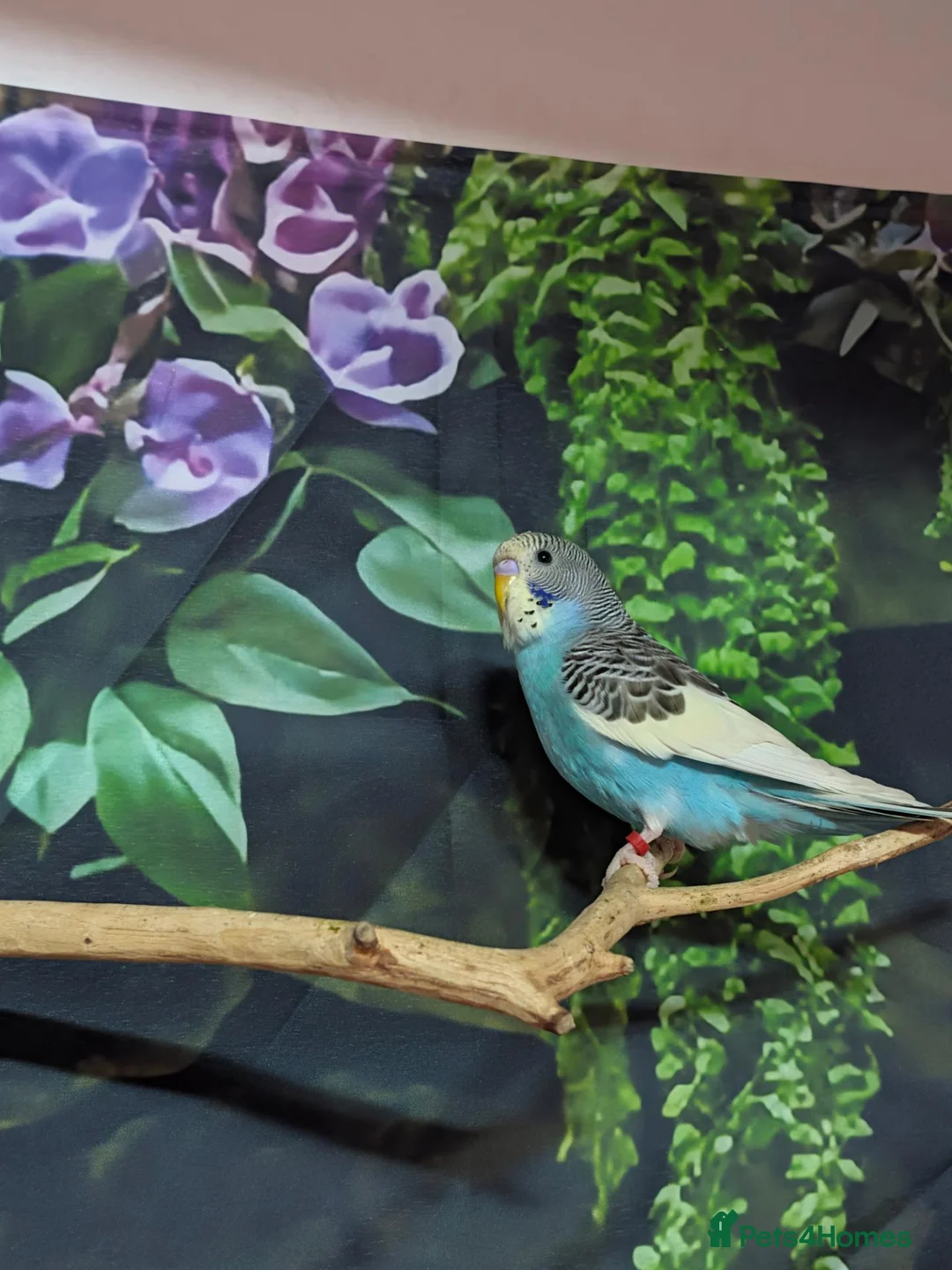 Budgerigars birds for sale: Looking forever home  in Accrington - Advert 2