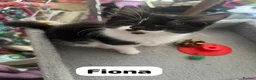 Mixed Breed cats for adoption: Rescue kitten Fiona needs a home - Advert 1