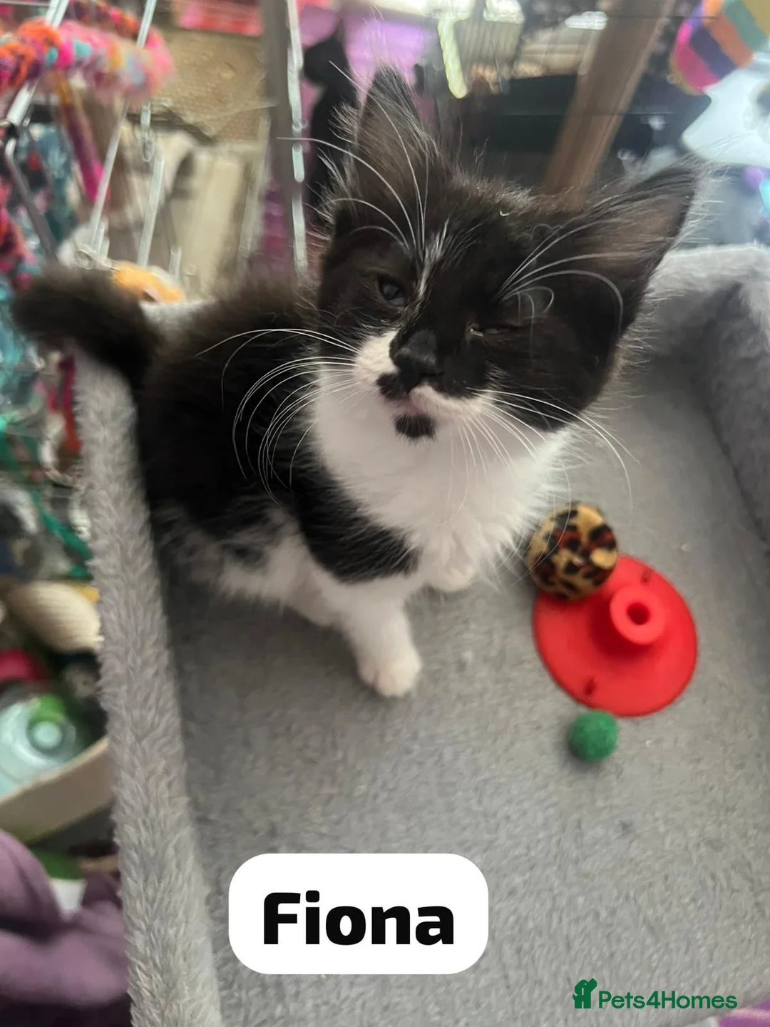 Mixed Breed cats for adoption: Rescue kitten Fiona needs a home - Advert 1