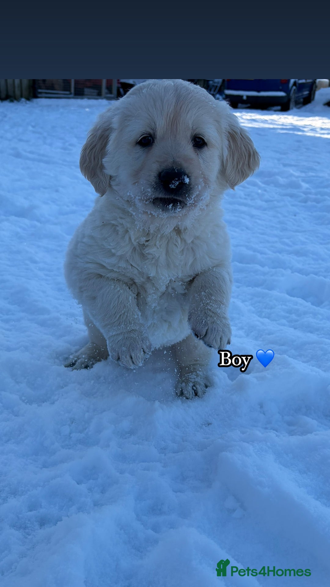 Golden Retriever dogs for sale: 🌸 One gorgeous girl 🌸 - Advert 1