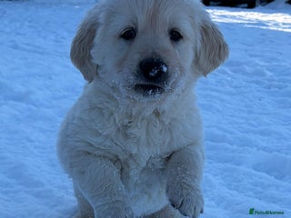 Golden Retriever dogs 💙 2 Chunky Goldies 🌸 - Advert 15