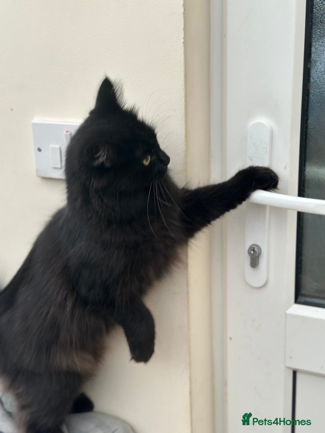 Maine Coon cats for sale: Very Cute adorable kitten urgently for sell - Image 14