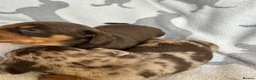 Miniature Dachshund dogs for sale: PERFECT LITTER OF MINIATURE DACHSHUNDS - Advert 6