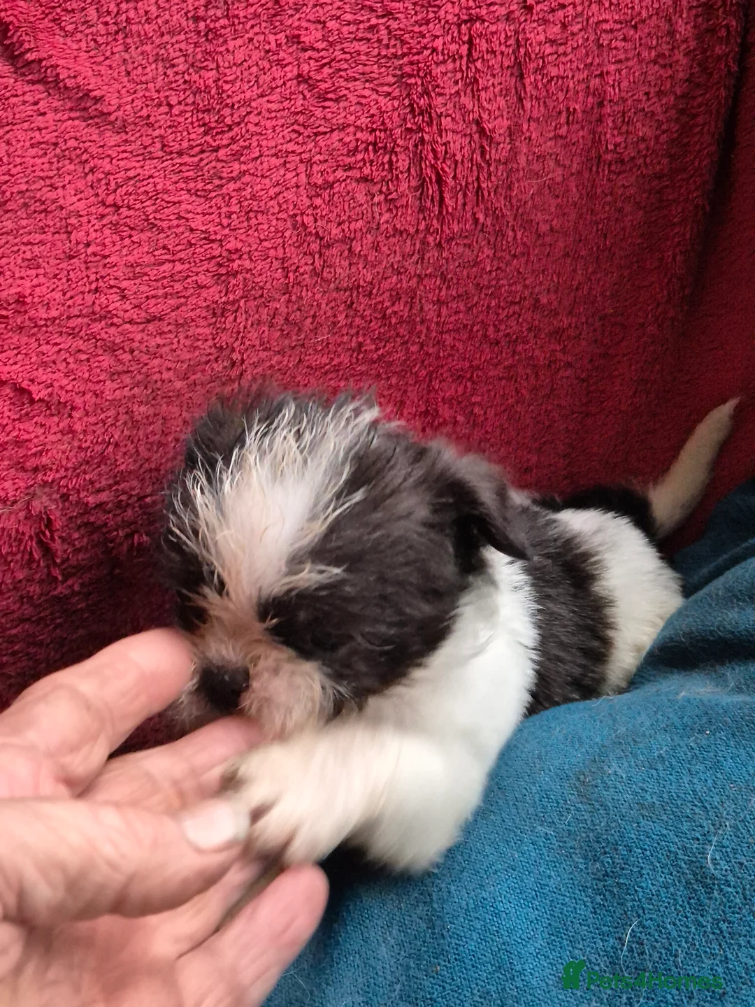 Malshi dogs for sale: I have 1 boy left  - Advert 4