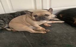 French Bulldog dogs for sale: French bull dog  - Image 2