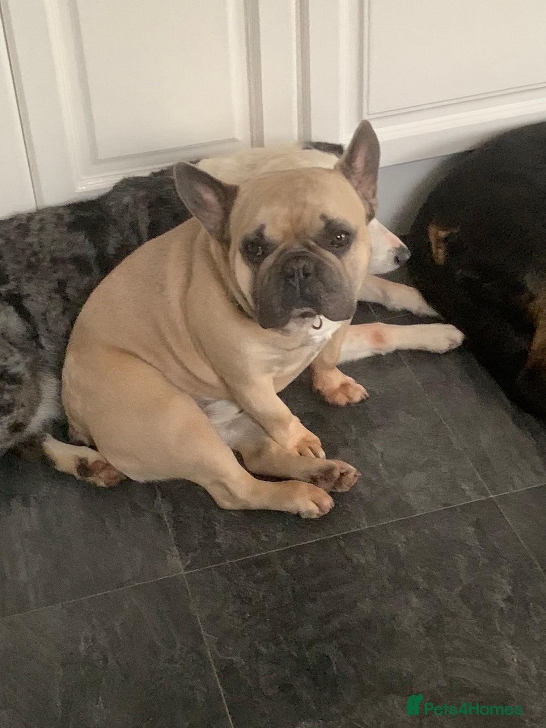French Bulldog dogs for sale: French bull dog  - Image 2