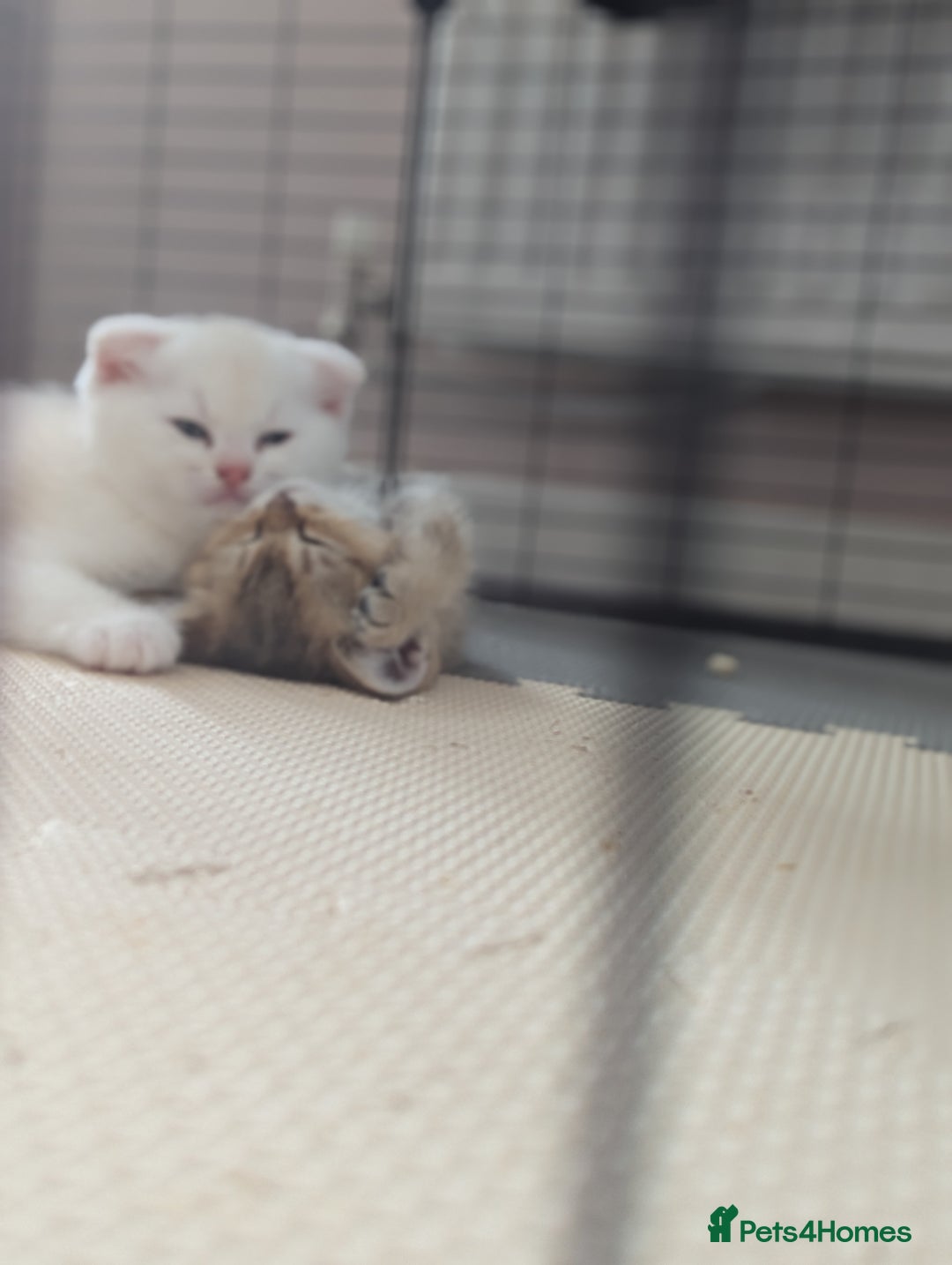 Scottish Fold cats for sale: Scottish fold straight  - Image 13