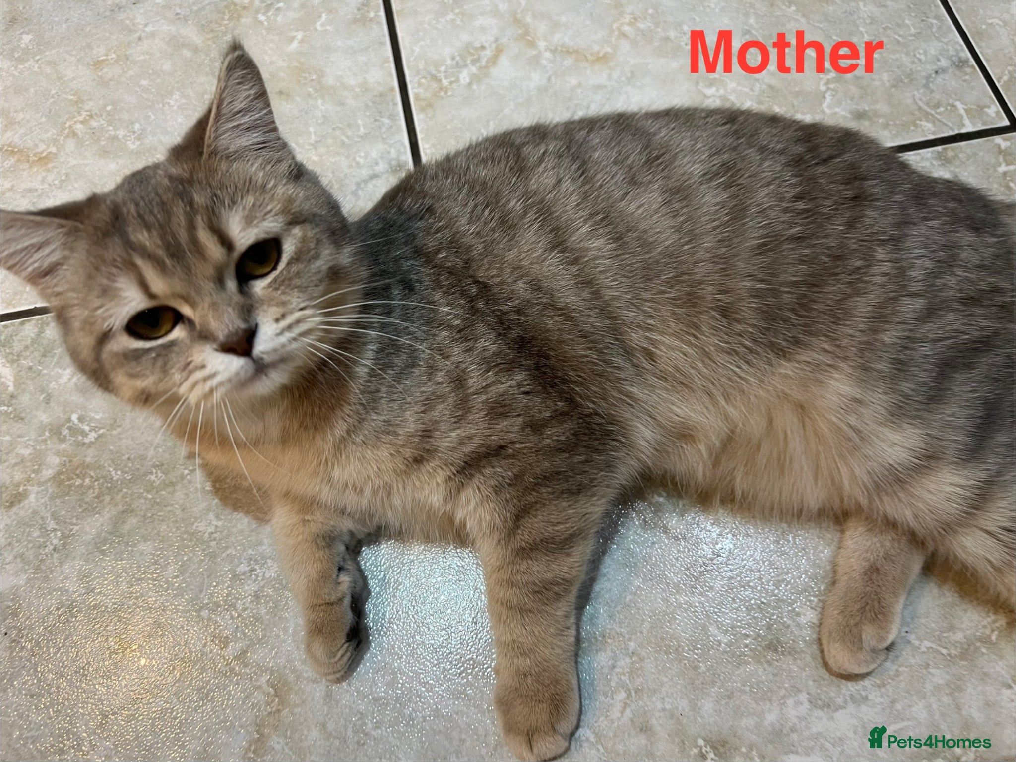 Scottish Fold cats for sale: Only 3 girls left! Scottish straight grey tabby 😻 - Advert 2