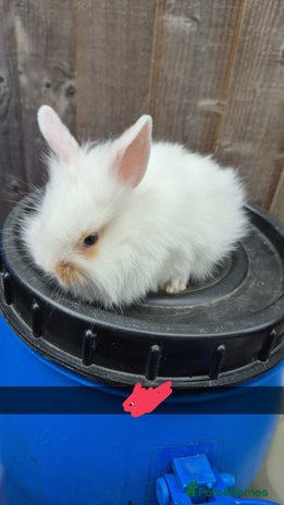 Lionhead rabbits - Advert 1