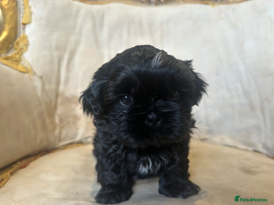 Shih Tzu dogs for sale: Shih Tzu Beauties, Imperial lines - Advert 37