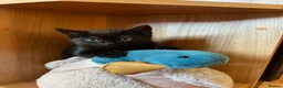 Mixed Breed cats for sale: Ragdoll x in Newton Abbot - Advert 2