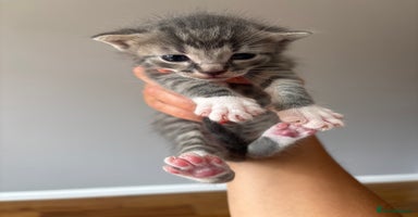 British Shorthair cats in Axbridge - Advert 13