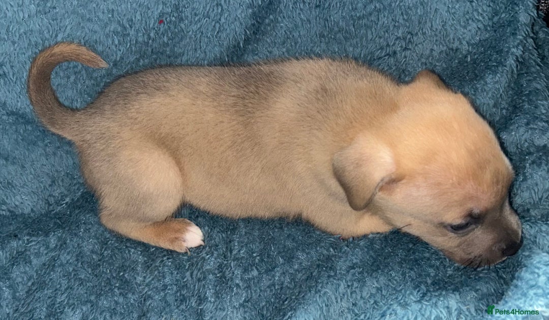 Mixed Breed dogs for sale: Beautiful chunky bully cross staffy pups tri /fawn - Image 19