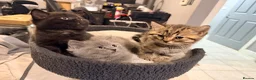 British Shorthair cats for sale: THREE BRITISH SHORTHAIR KITTENS  - Advert 5