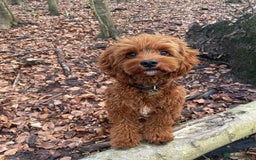Cavapoo dogs for sale: Beatiful Cavoodle Puppy  - Image 2