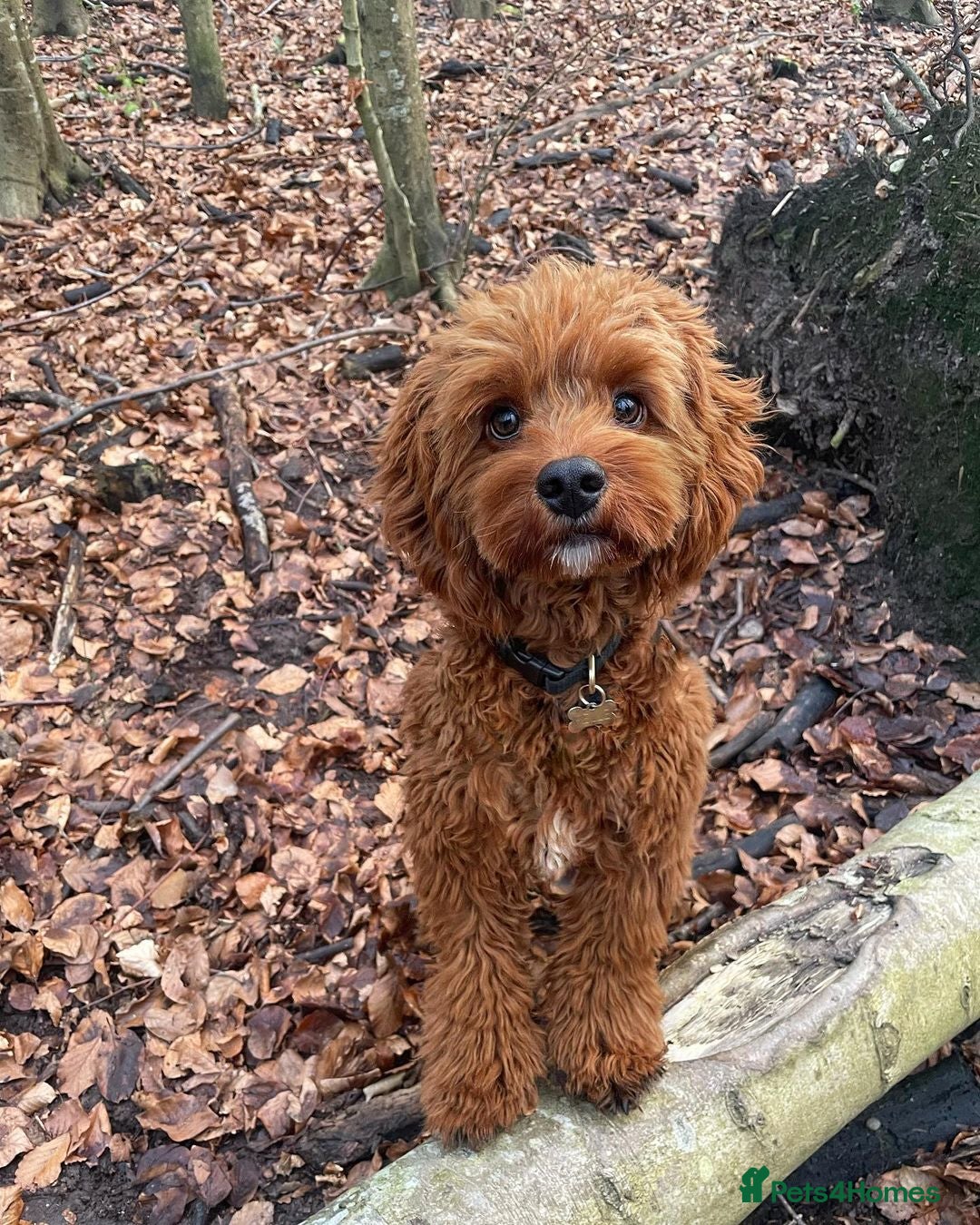 Cavapoo dogs for sale: Beatiful Cavoodle Puppy  - Image 2