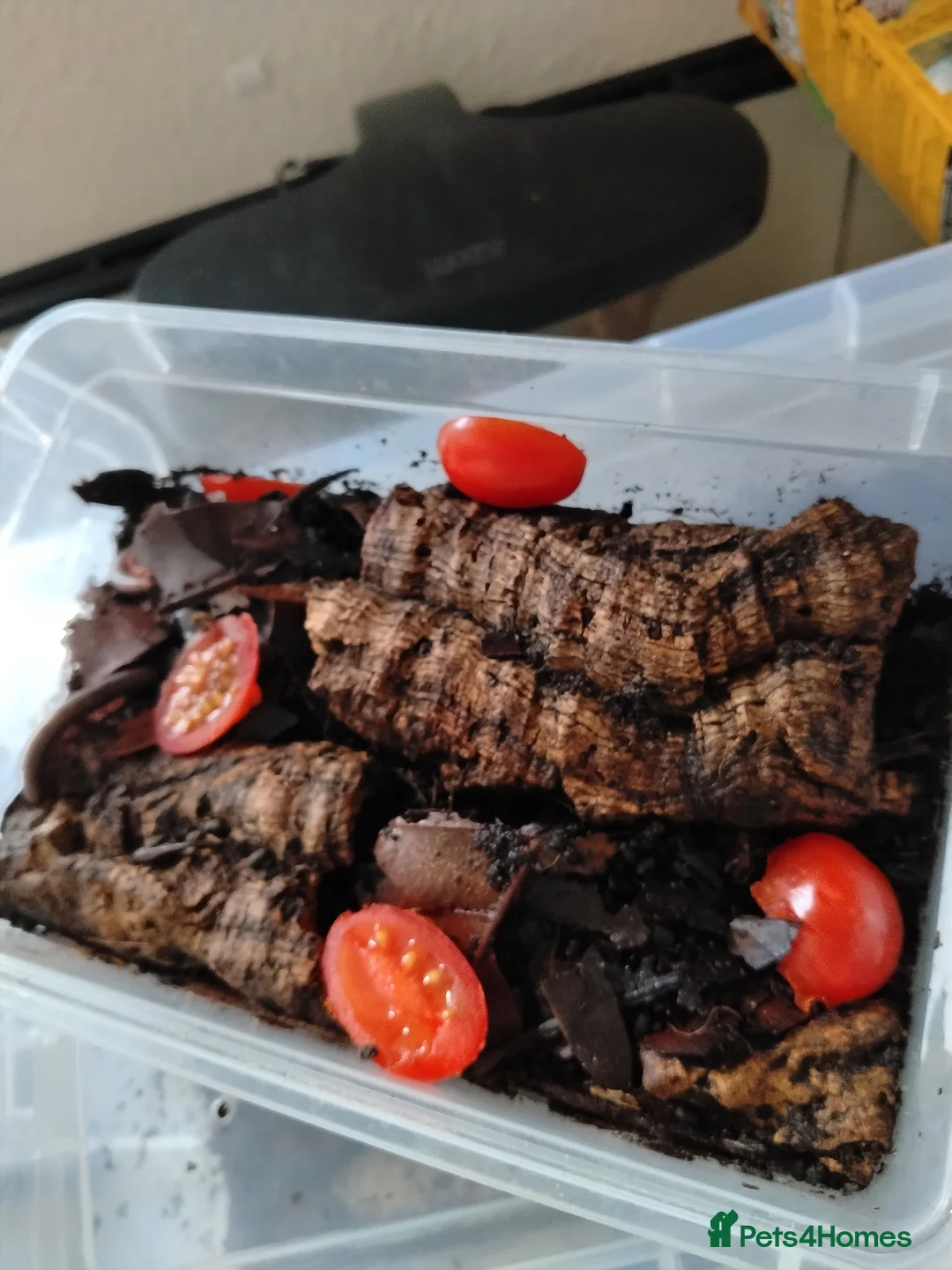 Millipedes invertebrates for sale: Millipedes  - Advert 4