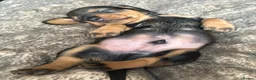 Dachshund dogs for sale: ✨2 boys. Health tested KC standard dachshunds✨  - Advert 33