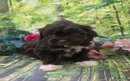 Shihpoo dogs for sale: F1 TOY SHIHPOO puppies, platinum choc champagne - Image 10