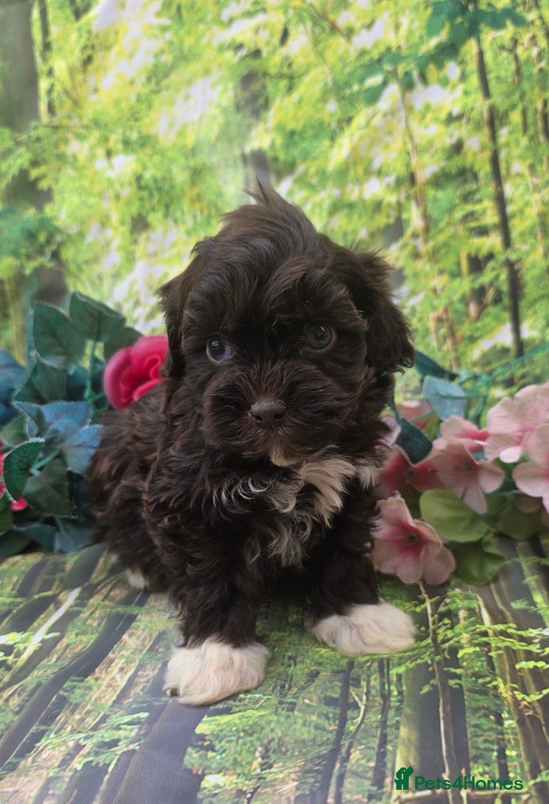 Shihpoo dogs for sale: F1 TOY SHIHPOO puppies, platinum choc champagne - Image 10