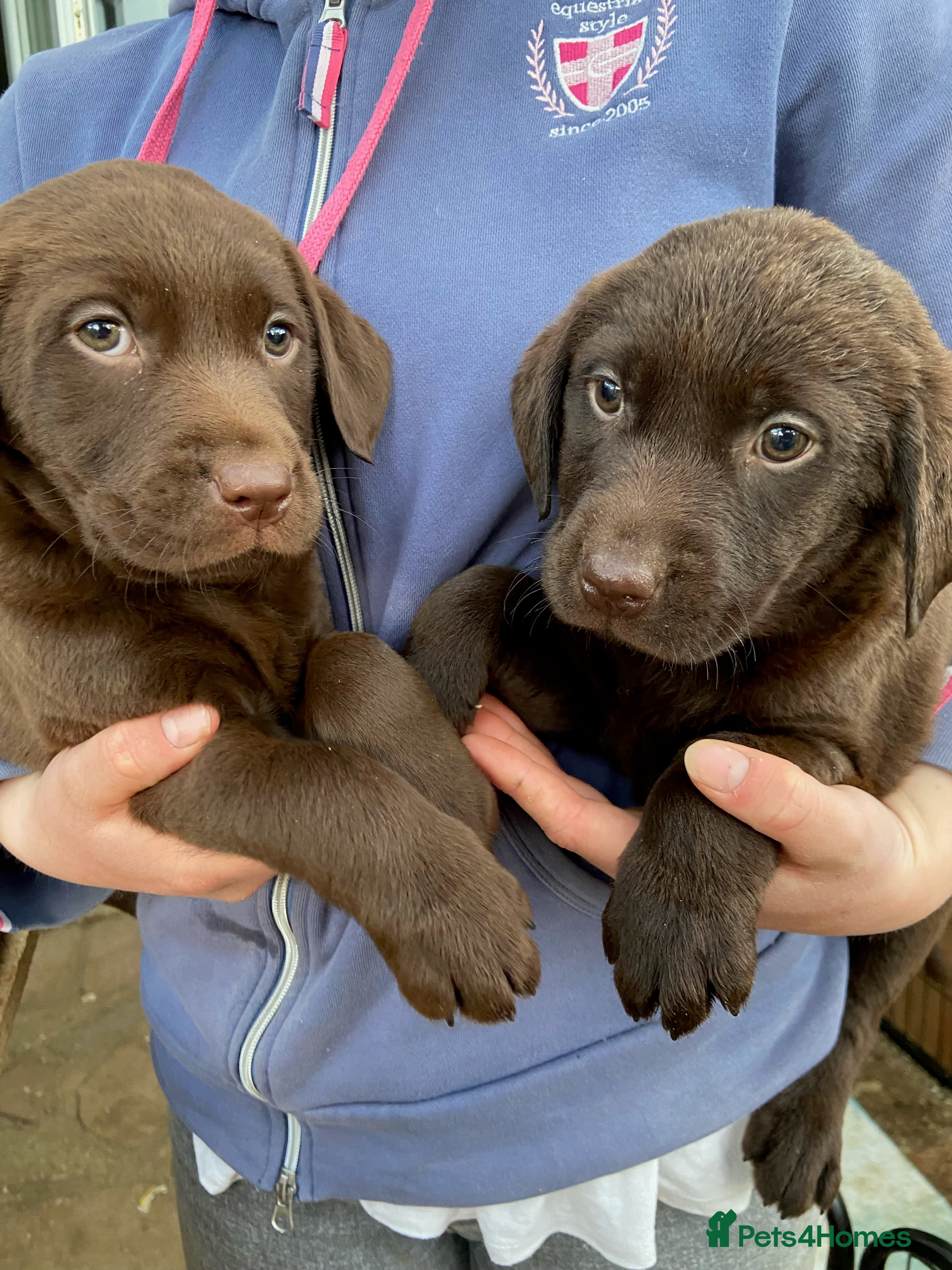 Labrador Retriever dogs Chocolate Labrador Puppies - Advert 2