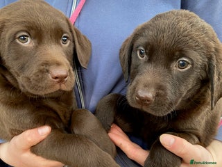 Labrador Retriever dogs Chocolate Labrador Puppies - Advert 2