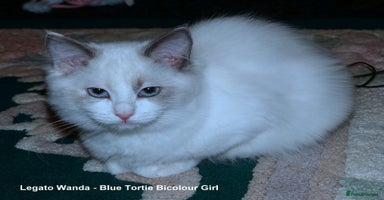 Ragdoll cats - Advert 3