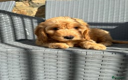 Cockapoo dogs for sale: Cockapoo puppies - Image 14