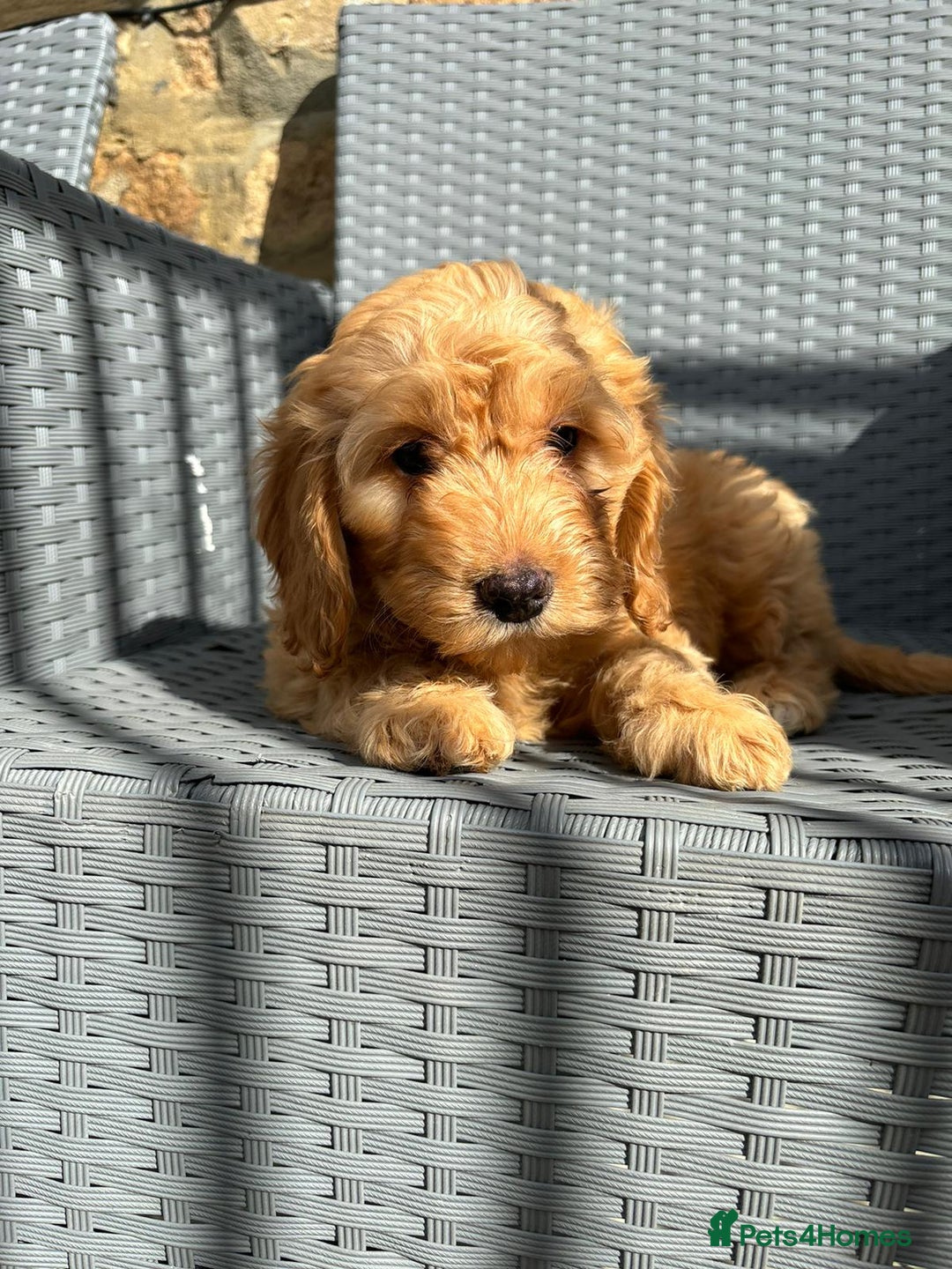 Cockapoo dogs for sale: Cockapoo puppies - Image 14