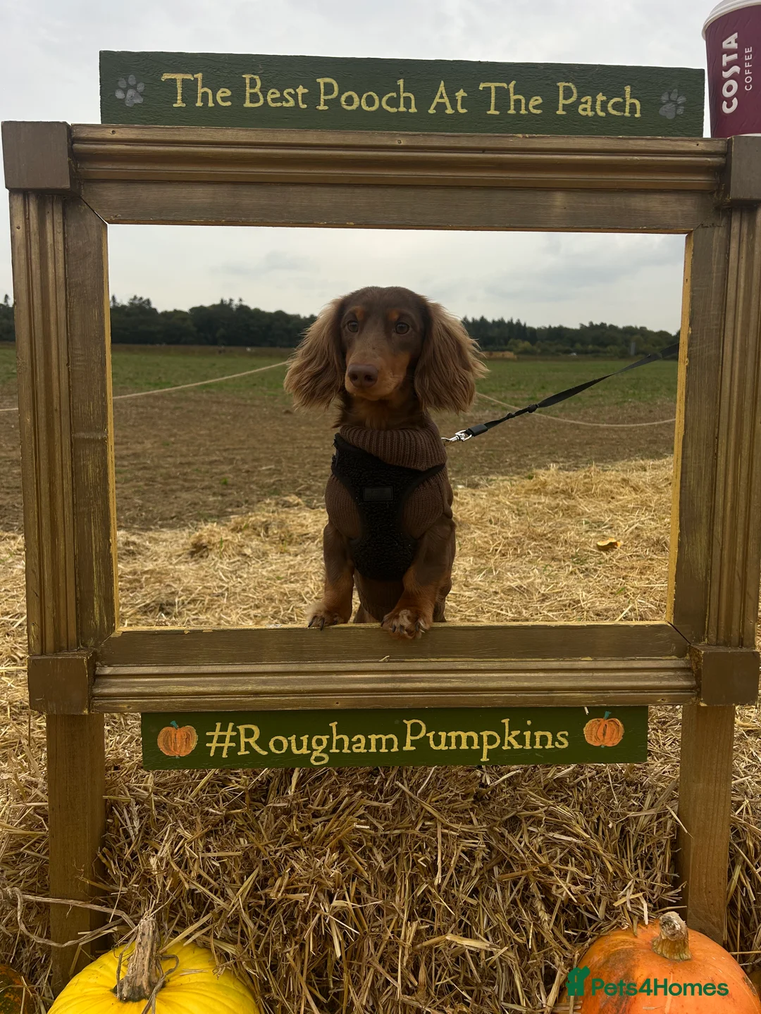 Miniature Dachshund dogs for stud: Miniature Long Haired Dachshund for Stud - Advert 4